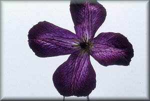 Clematis photograph