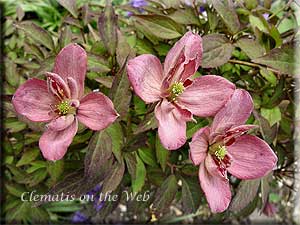 Clematis photograph