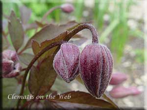 Clematis photograph