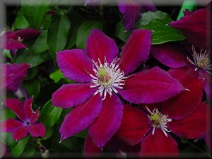 Clematis photograph