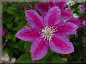 Clematis photograph