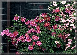 Clematis photograph