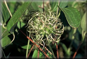 Clematis photograph