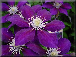 Clematis photograph