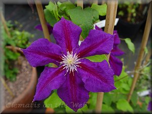 Clematis photograph