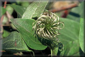 Clematis photograph