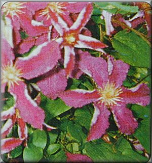 Clematis photograph