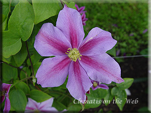 Clematis photograph