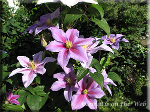 Clematis photograph