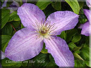 Clematis photograph