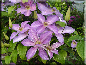 Clematis photograph