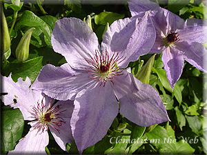 Clematis photograph