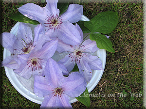 Clematis photograph