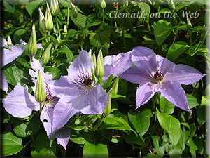 Clematis photograph