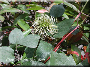 Clematis photograph