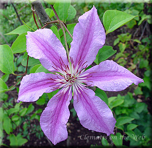 Clematis photograph