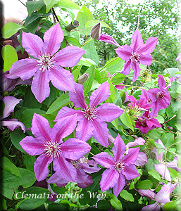 Clematis photograph