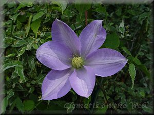 Clematis photograph