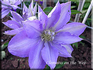 Clematis photograph