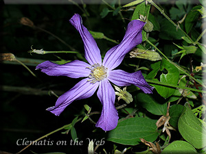 Clematis photograph