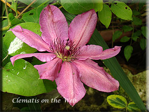 Clematis photograph