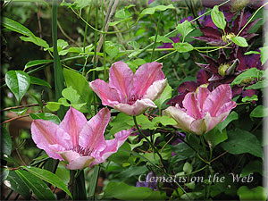 Clematis photograph