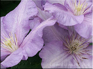 Clematis photograph