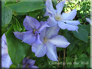 Clematis photograph