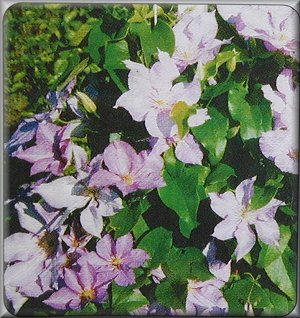 Clematis photograph