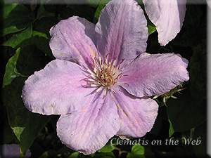 Clematis photograph