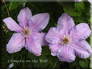 Clematis photograph