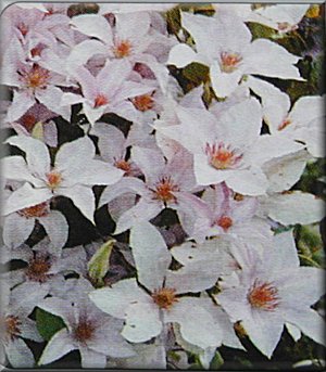 Clematis photograph