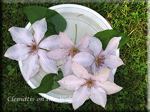 Clematis photograph