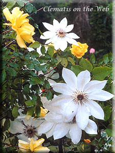 Clematis photograph