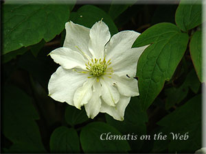 Clematis photograph