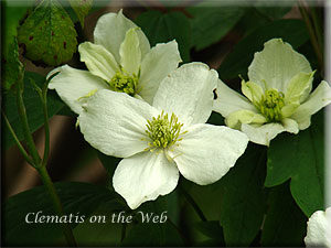 Clematis photograph