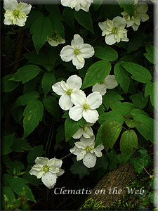 Clematis photograph