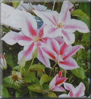 Clematis photograph