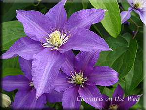 Clematis photograph