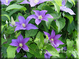 Clematis photograph