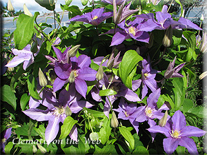 Clematis photograph