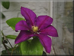 Clematis photograph