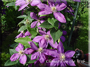 Clematis photograph