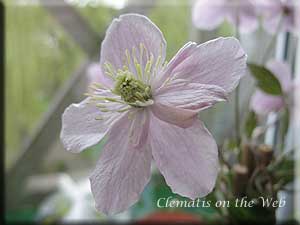 Clematis photograph