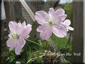 Clematis photograph