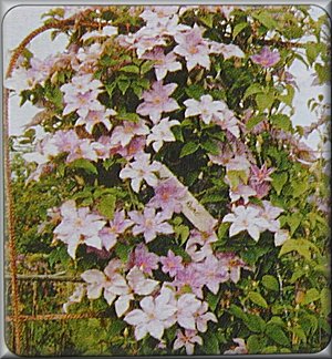 Clematis photograph