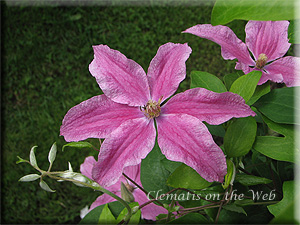 Clematis photograph