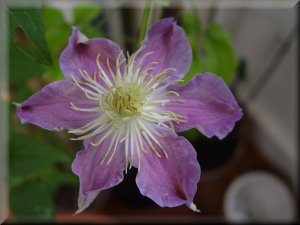 Clematis photograph