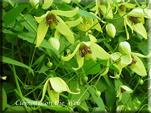 Clematis photograph