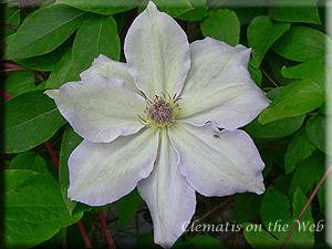 Clematis photograph